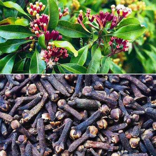 Kabatilo Cloves Seeds, Strong Aroma and Richly Flavor, 2.82oz - قرنفل حب